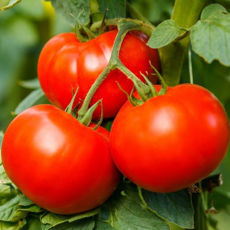 Plant de tomates "Joie de la Table" Lot de 10 pieds
