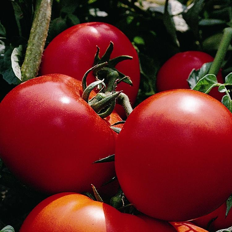 Tomates rondes 1 kg
