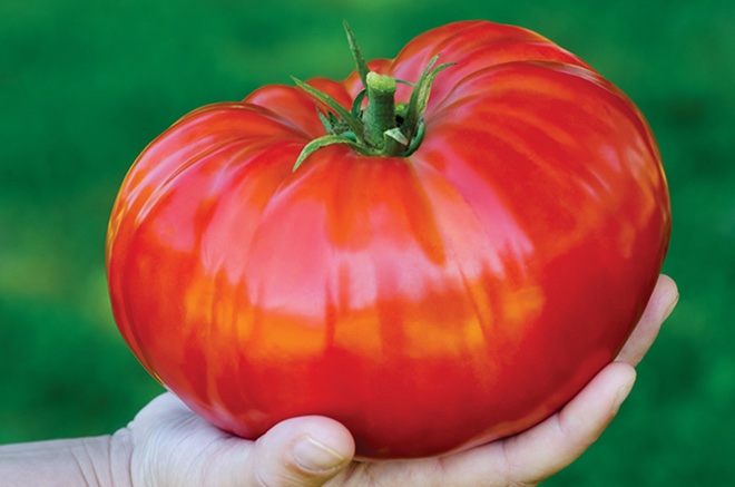 Plant de tomates "STEAK" 1 pied