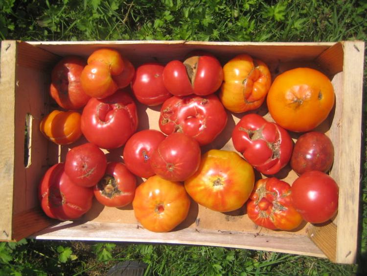 Tomates (cageot de 5kg pour coulis)