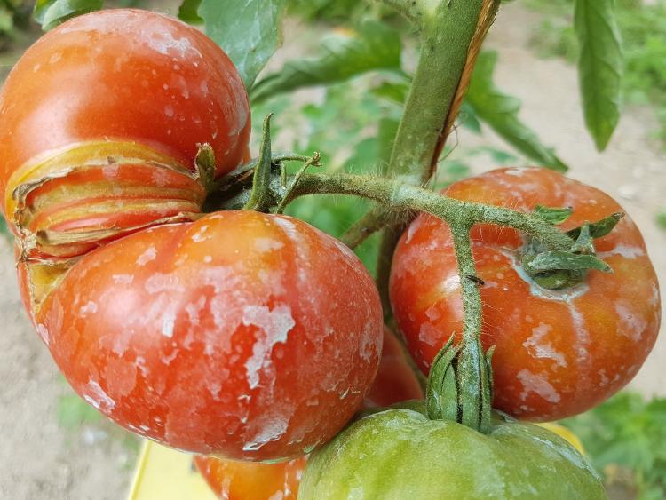 Tomate  Marmande