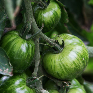Tomate Green zébra