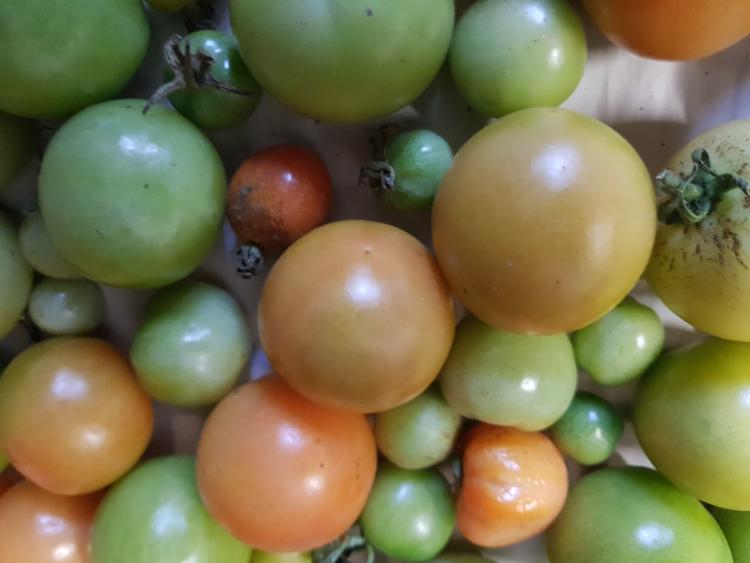 Tomates pour coulis