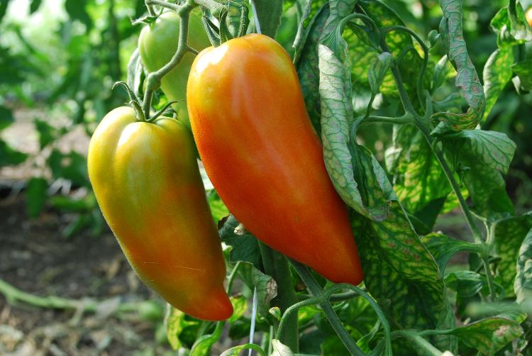 Tomates andine cornue bio