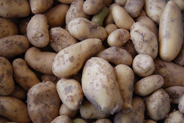 Pommes de terre polyvalentes bio