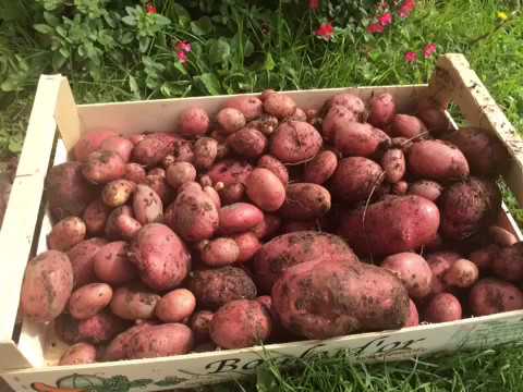Pommes de terre rouges chair tendre bio