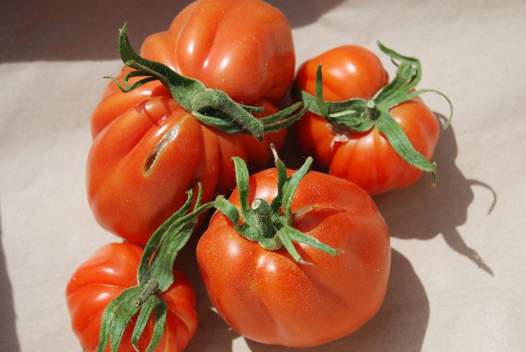 Tomates liguria bio