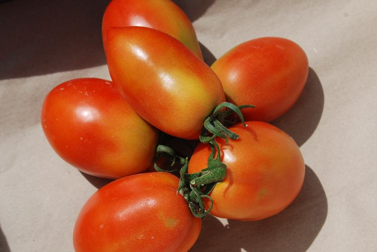 Tomates roma bio