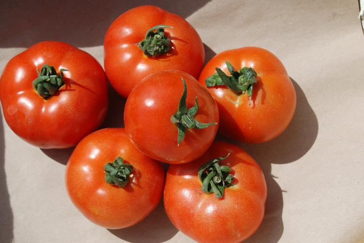 Tomates rondes bio