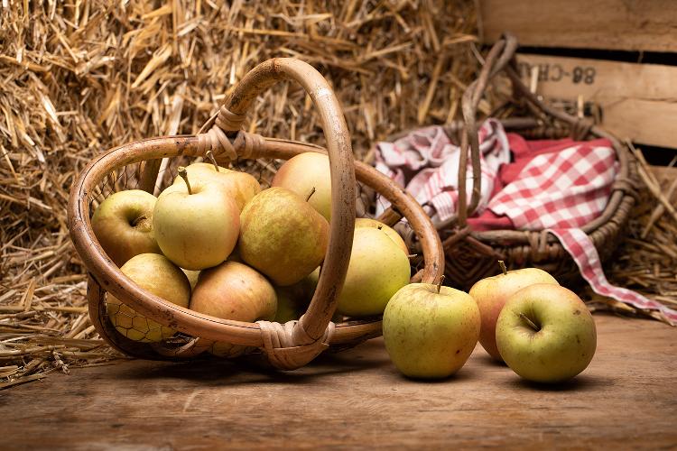 Pommes BIO GOLDEN des Vergers des Savoies, sucrée, croquante