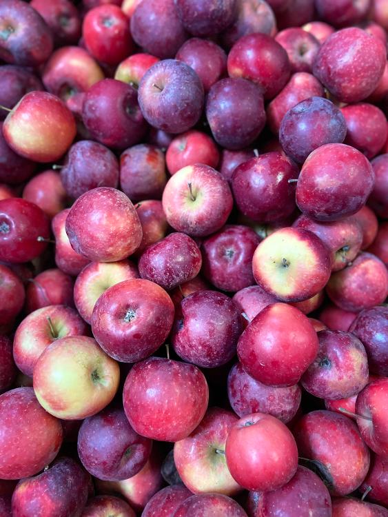 Pommes BIO RUBINETTE des Vergers des Savoies, acidulée, sucrée, croquante