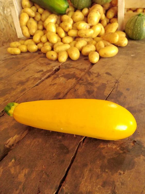 Courgettes jaunes  d'Aurélien Rousseau (cageot 8 kg)-Rousseau Aurélien- retiré