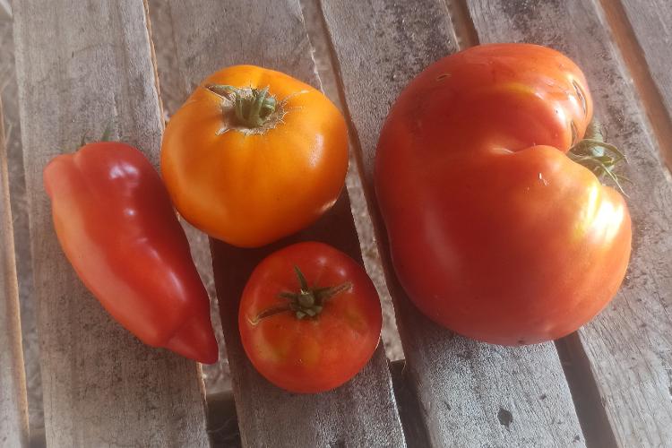 Tomate Ancienne Bio de la Ferme du Plantis