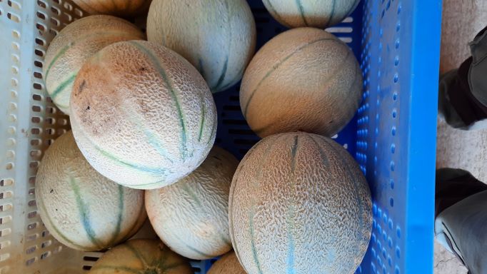 Melon du Jardin des Saveurs 1kg+/- 100g