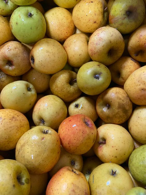 Pommes BIO GOLDRUSH des Vergers des Savoies, acidulées, croquantes, sucrées.
