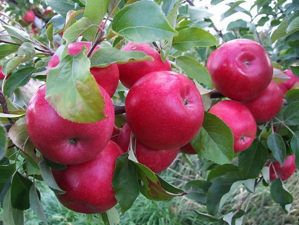 Pommes  IDARED 1 Kg