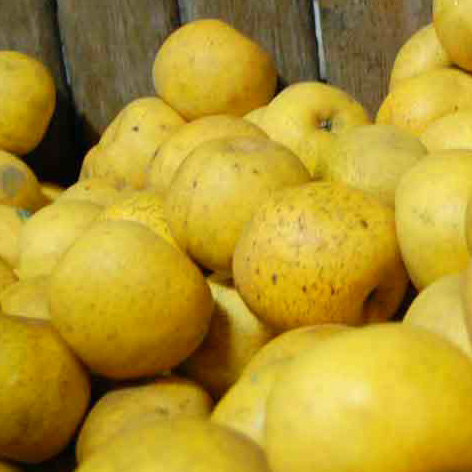Pommes Clochard CAISSE 10 Kg