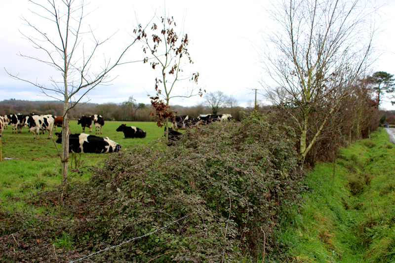Haies bocagères autour d'une pâture avec des vaches.