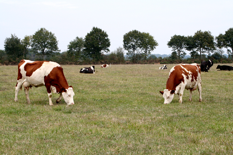Vaches de la Ferme Péard en train de brouter dans une pâture entourée de haies bocagères.