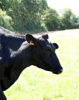 Isère, vache du troupeau de la Ferme Péard