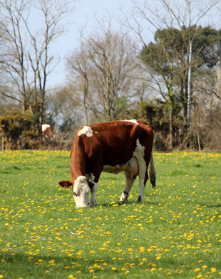 L'une des vaches du troupeau en train de brouter dans une pature.