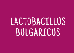 Le lactobacillus bulgaricus