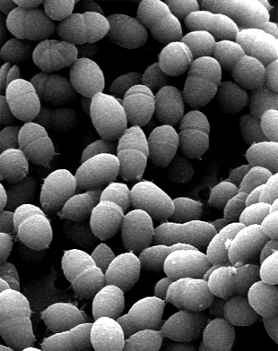 Bactéries streptococcus thermophilus
