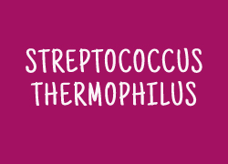 Le Streptococcus thermophilus