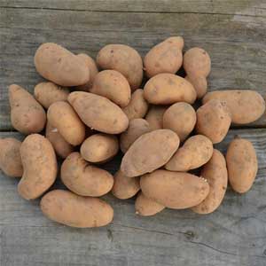 Pommes de terre BF 15 nouvelles