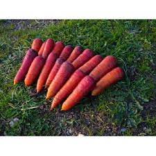 carotte rouge sang