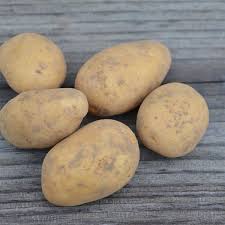 Pommes de terre  BF15 nouvelle