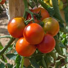 Tomates COKTAIL
