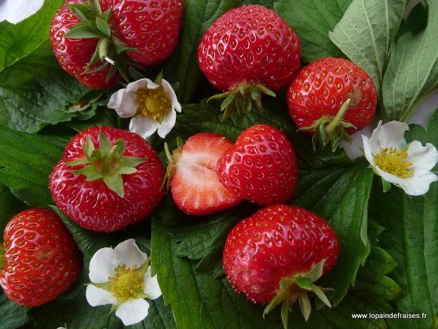 Cueillette de fraises bio à Treillières
