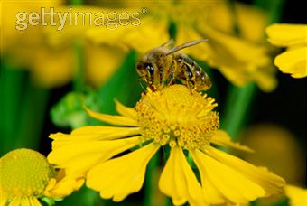 Une hécatombe d'abeilles en Loire-Atlantique