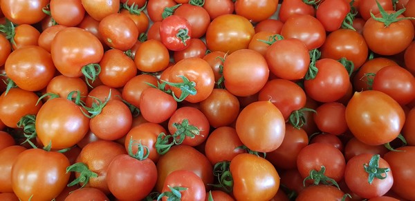 Tomates rondes - Ferme des Guerrières