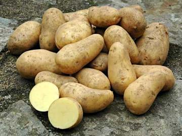 Pommes de terre AGRIA (  P de T pour purée et frites)