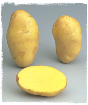 Pommes de terre NICOLAS  (ou Princesse) (Chair Ferme)