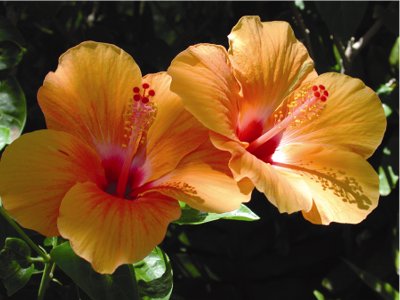 Hibiscus 50g