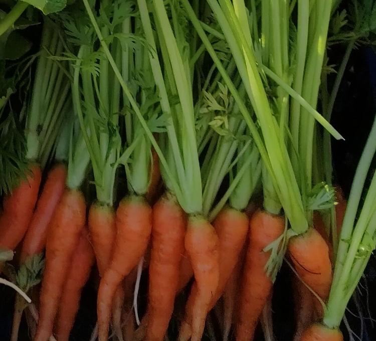 Mini carottes