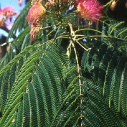 Albizia lophanta - Acacia du Cap