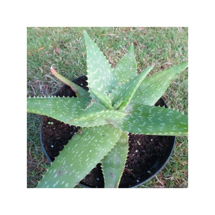 Aloe saponaria aloe maculata