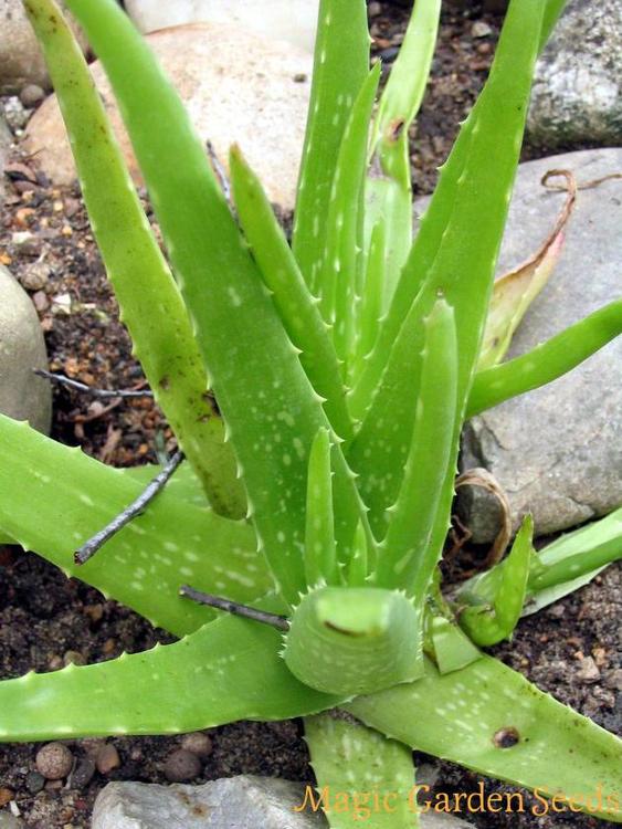 Aloe vera « Aloe barbadensis »