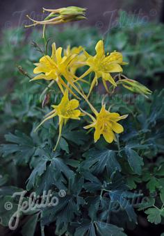 Ancolie AQUILEGIA chrysantha Denver