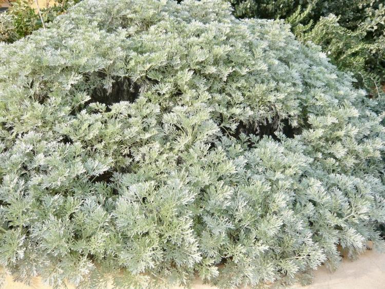 Armoise arborescente Artemisia arborescens (Vaill.) L.