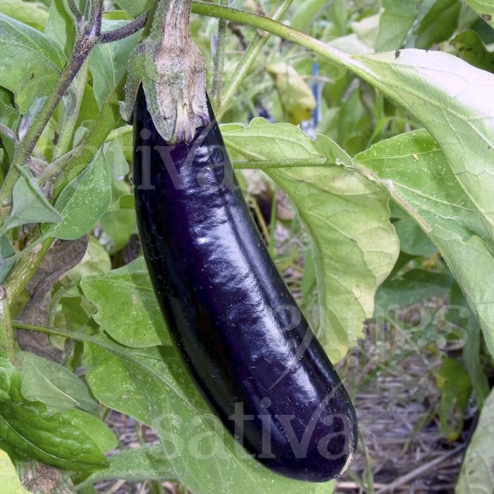 aubergine melonga « solanum melongena»