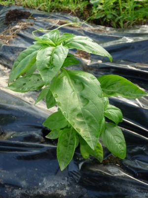 Basilic à feuilles larges