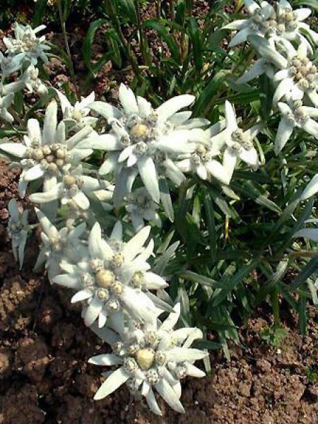 edelweiss gnaphalium des alpes « leontopodium alpinium»