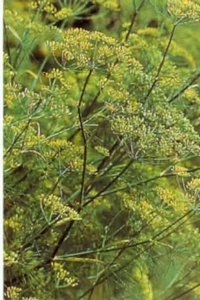 Fenouil aromatique Foeniculum vulgaris