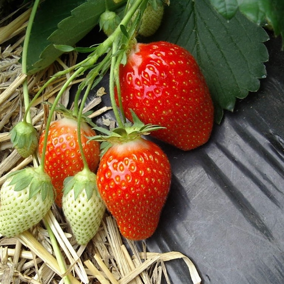 fraisier ciflorette - non remontante