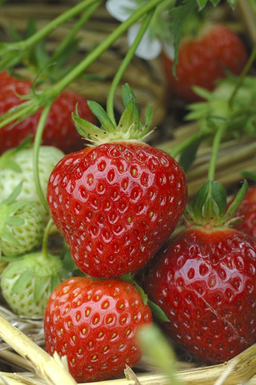 fraisier cigaline - non remontante